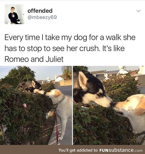 Romeo and Juliet in dog form