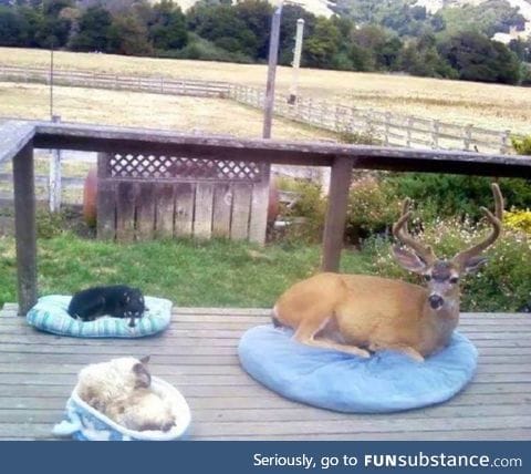 The homeowner said that the buck shows up everyday, so they gave him a bed too