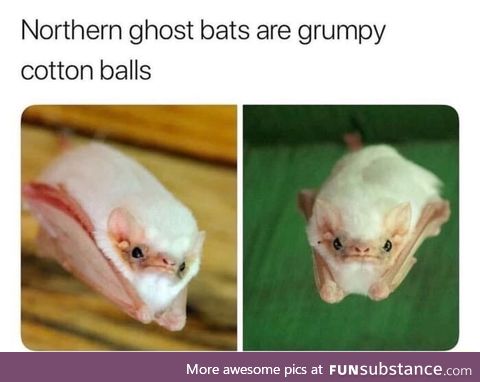 Grumpy cotton balls