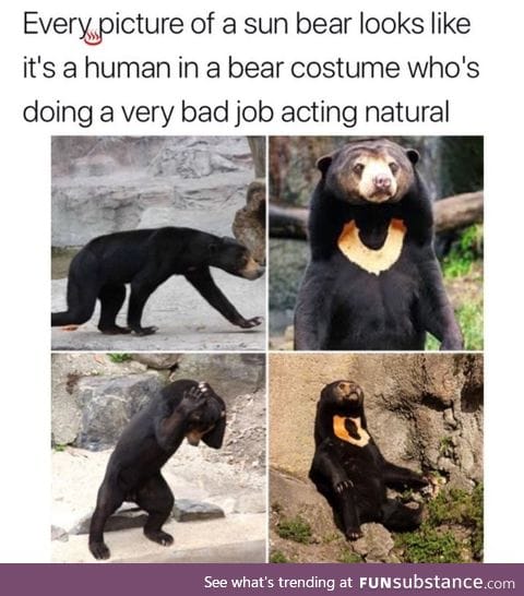 Looks like a fake bear