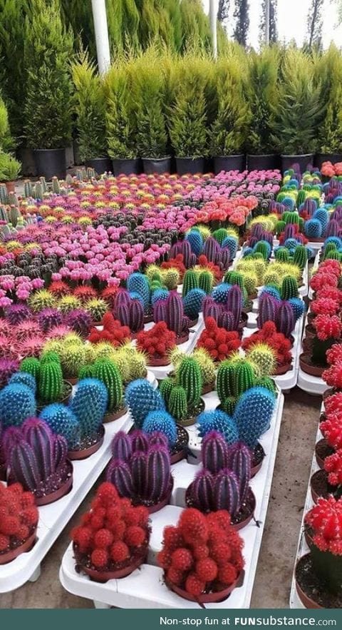 Colorful cacti
