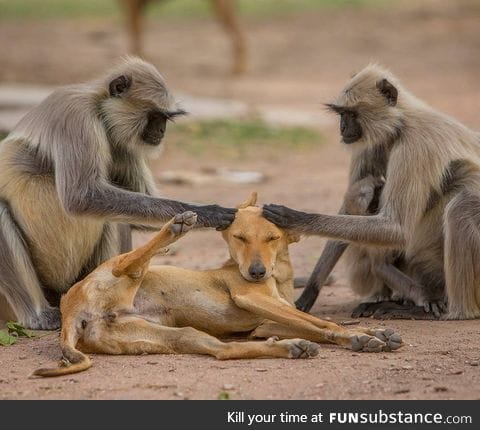 Volunteer monkeys groom the local stray pupulation