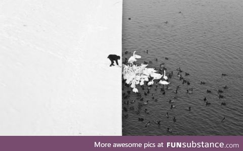 A man feeding swans in the snow