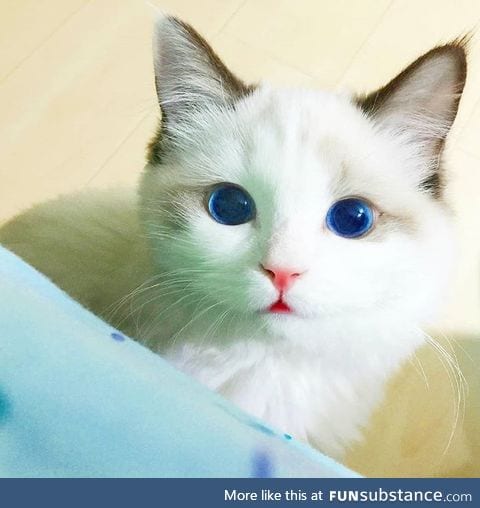 Pretty blue eyes