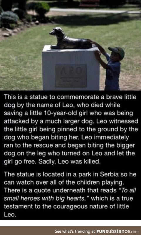 Leo the hero dog