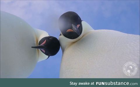 Two penguins wandered over to a camera left near their colony
