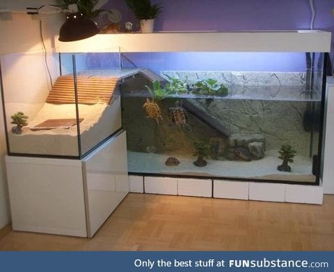 These turtles have a nicer apartment than I do