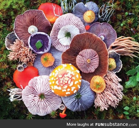 An arrangement of Mushrooms