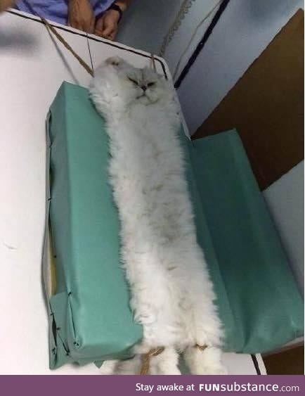 This cat getting an MRI