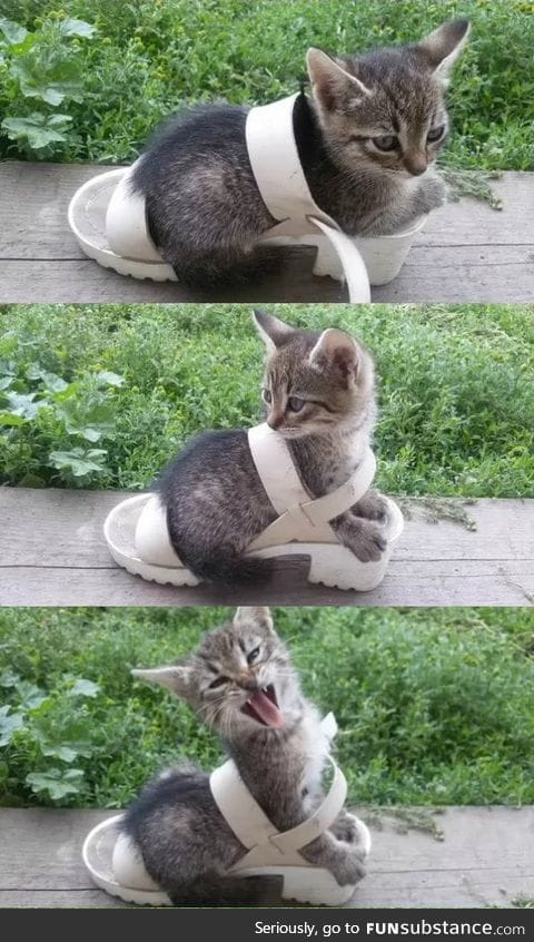 Just Some Kitten Sitting in a Shoe
