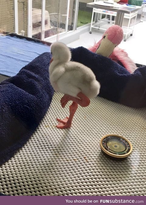 Stop what you’re doing and look at this baby flamingo doing the flamingo leg