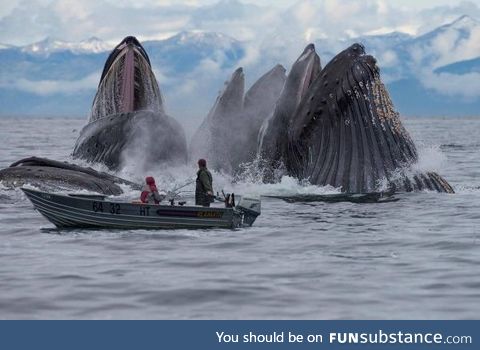 Humpback whales feeding in Alaska