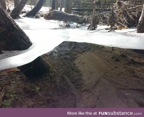 Ice sheet holding onto trees after flood subsides