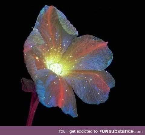 Ultraviolet photography reveals the unexpected fluorescence of flowers