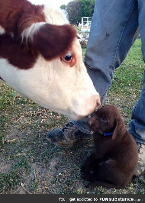 "did you said something??"   "no sir.. uhm i mean.. woof?"