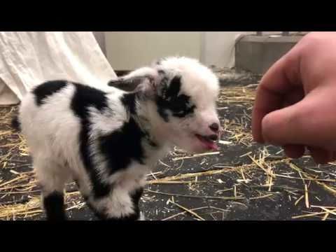 Tiny baby goat squeak