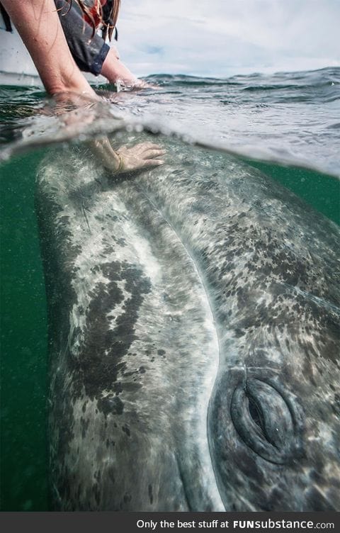 Stroking a Grey Whale