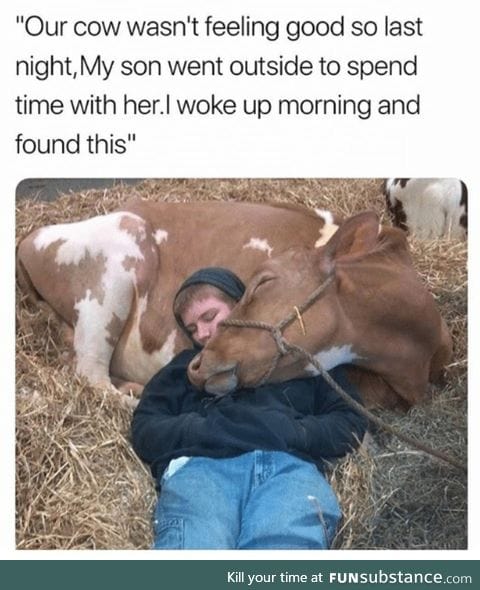 Cow needs a little company
