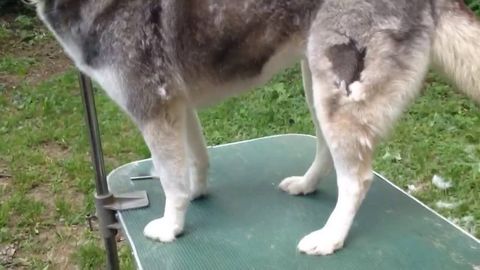 Husky fur removing with a blower