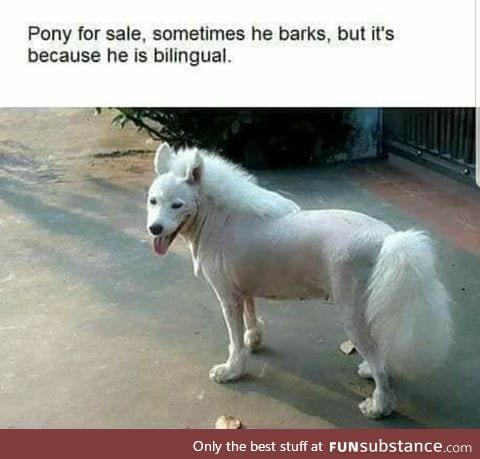 Bilingual pony for sale