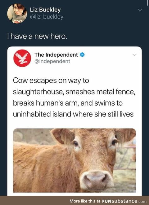 Cowcules, the indian messiah?