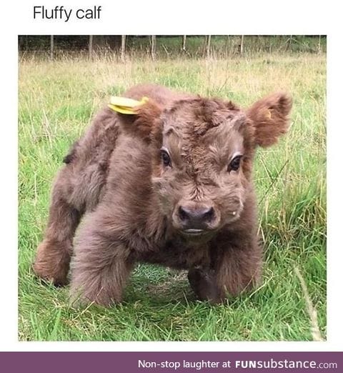 Fluffy calf
