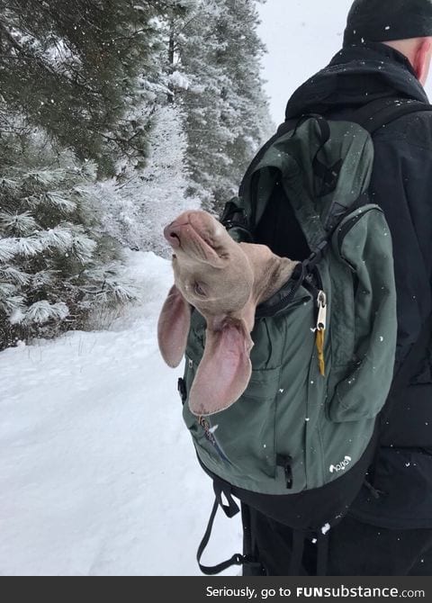 He loves the snow and adventure trips with his hooman friend