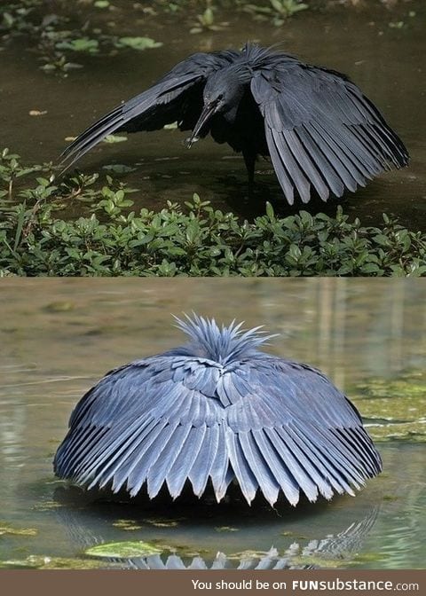 Black Heron shades water with wings to see its prey better