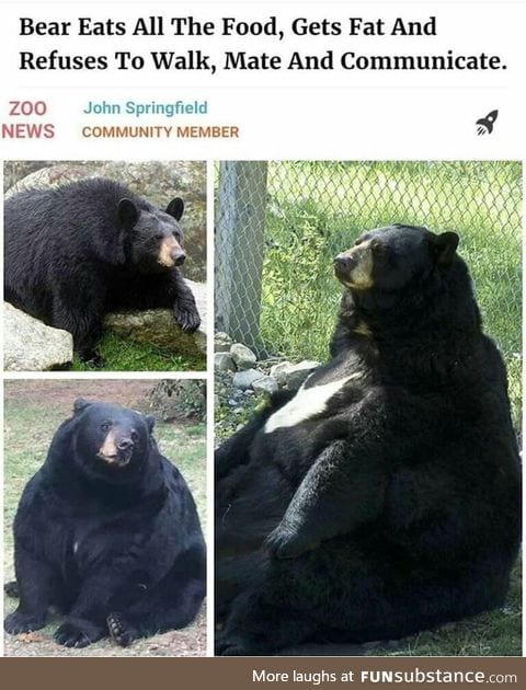 Bear troubles