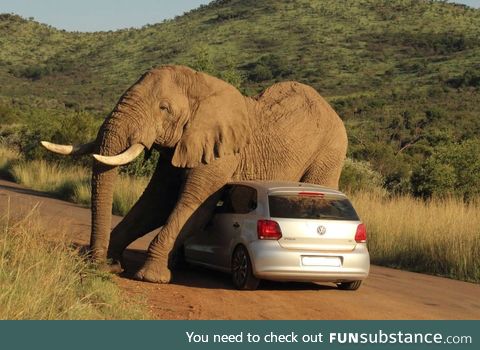 An Elephant in Pilanesberg National Park using a Volkswagen to scratch his belly