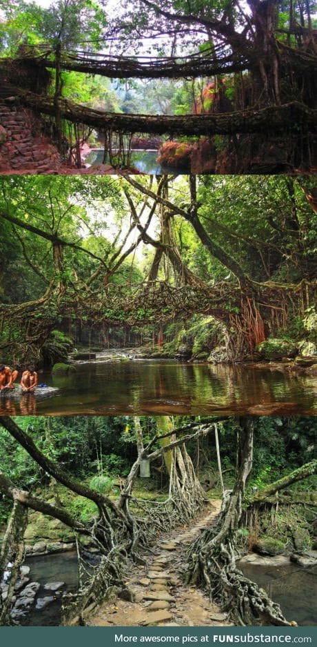 Living Root Bridges