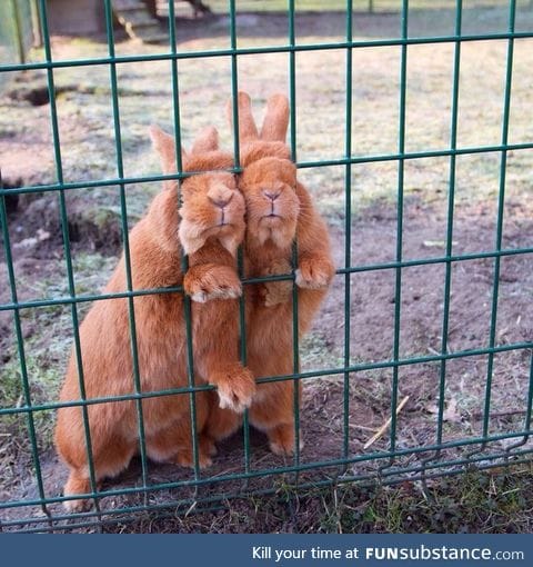 "do you have food for us hooman?"