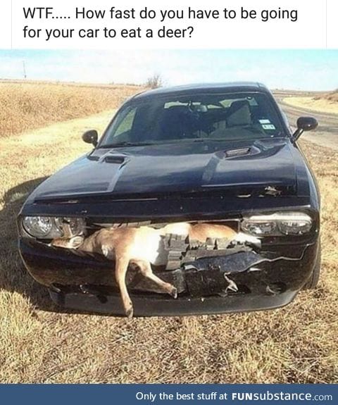 Car eating a deer
