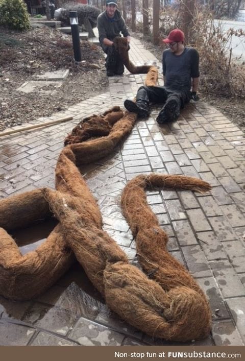 Weeping willow root pulled from storm drain