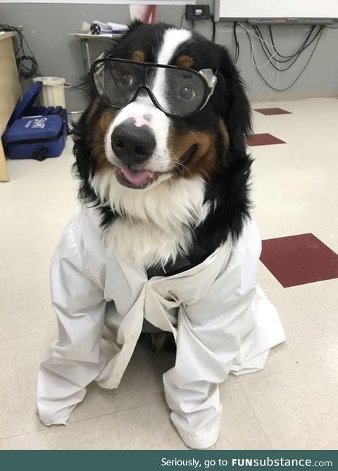 "let's do science hooman!"