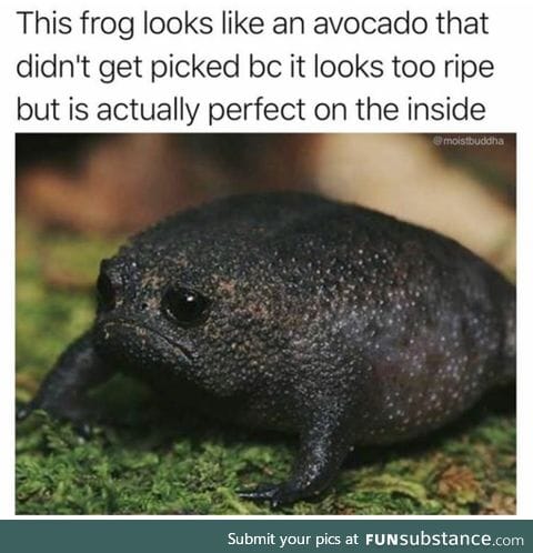 Avocado looking frog