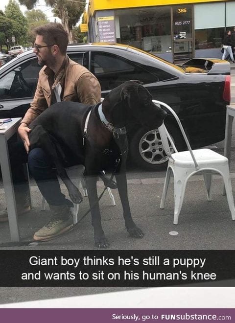 Big puppy