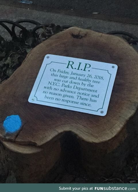 Healthy tree turned stump in NYC receives plaque