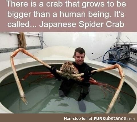 Gigantic crab