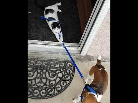 Cat hates when the dogs leave for walks