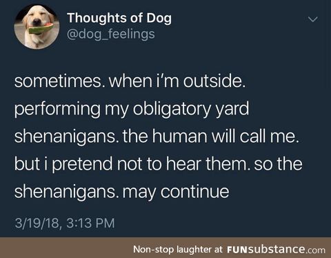 Thoughts of Dog: Shenanigans