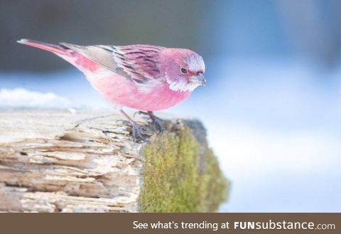 This pink bird is called the Rose finch and it looks like cotton candy in the snow