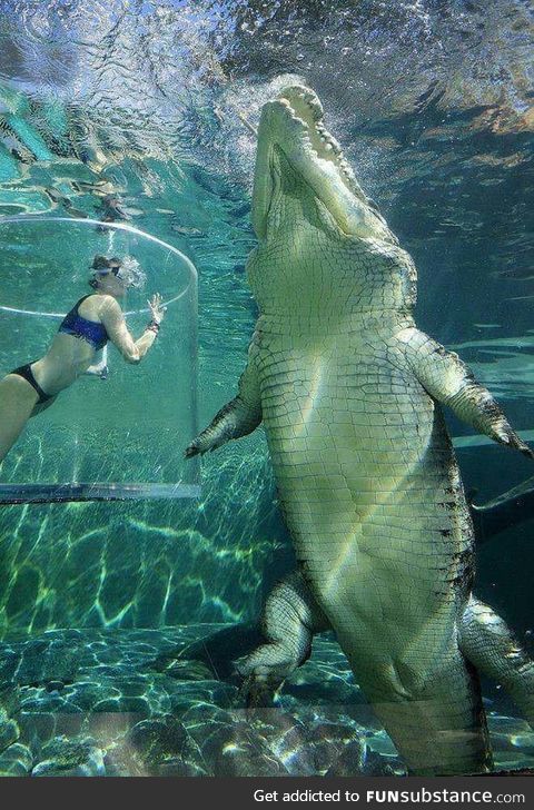 The sheer size of a saltwater crocodile