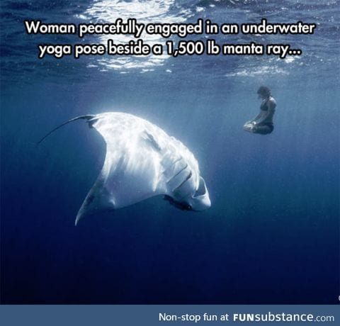 1500 lbs manta ray