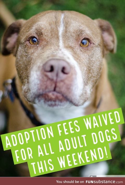 ADOPTION FEES WAIVED FOR ALL DOGS ONE YEAR AND OLDER THIS WEEKEND!  AWLArlington, VA