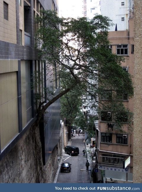 A determined tree in Hong Kong