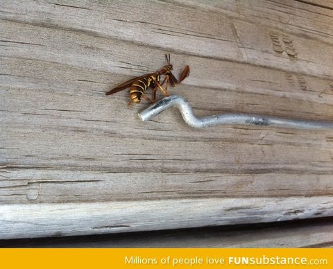 Preying mantis wasp?!