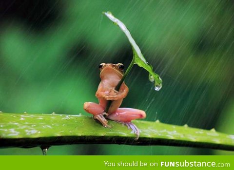 Froggy's little umbrella