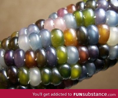 Gem corn - it's grown this way!