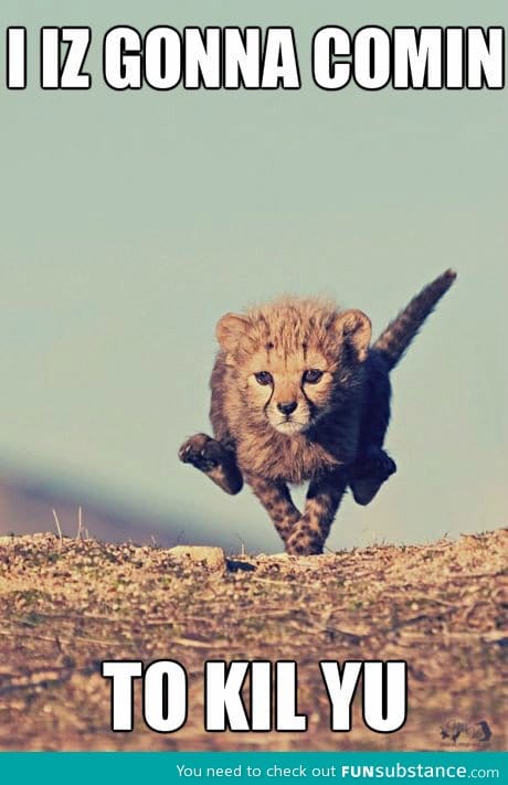 Baby cheetah is cute!